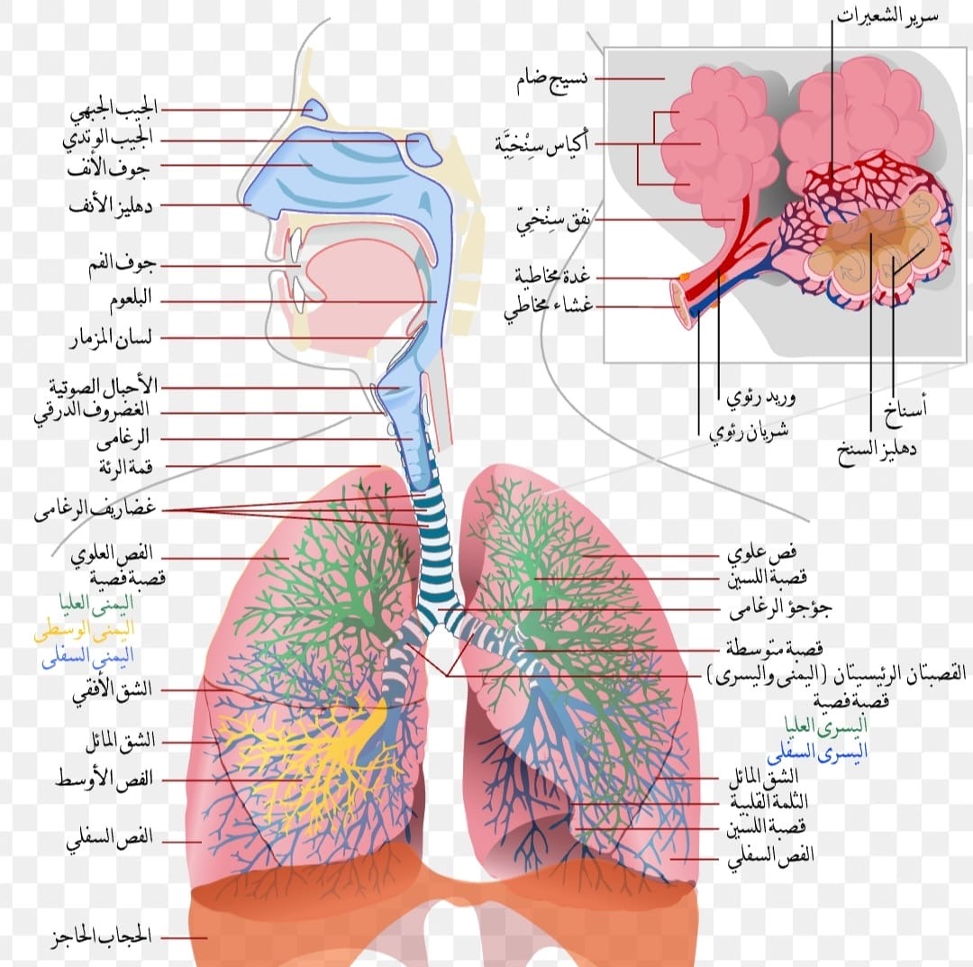 Arti To Use Adalah